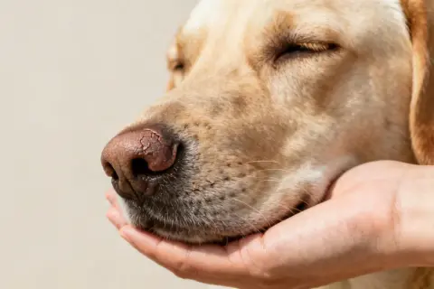 Primer plano de un perro con nariz seca, sostenida por una mano.