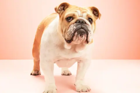 Un adorable bulldog inglés con pelaje blanco y dorado, con una expresión curiosa y arrugas distintivas, posa sobre un fondo rosa pálido.