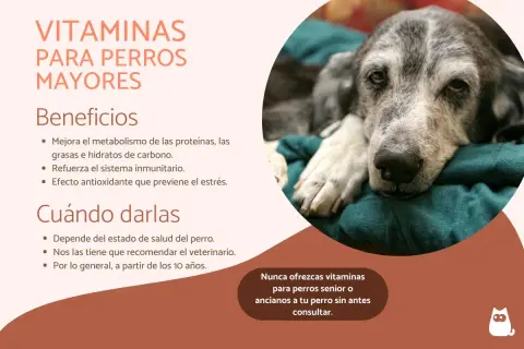 Un perro mayor, con pelaje grisáceo, descansa plácidamente. El texto informa sobre vitaminas para perros viejos y sus beneficios.