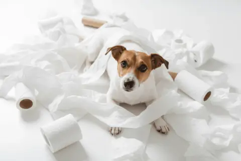 Perro Jack Russell rodeado de papel higiénico. ¿Buscas remedios caseros para un perro estreñido?