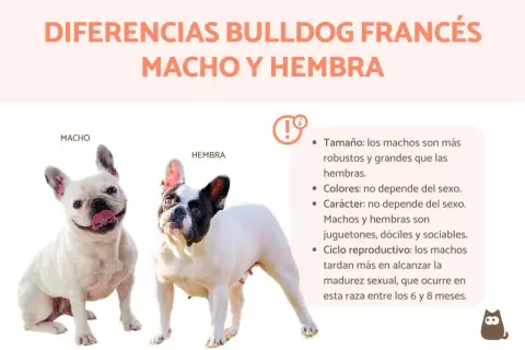 Un buldog francés macho blanco y sonriente junto a una hembra de buldog francés blanco y negro. La imagen compara diferencias entre machos y hembras.
