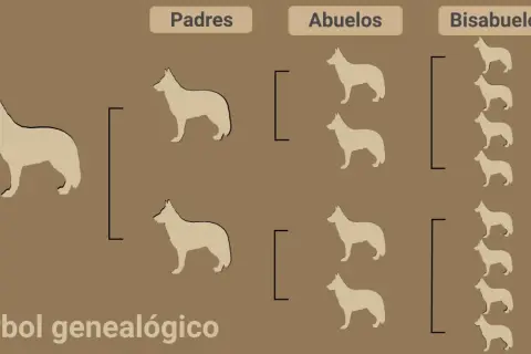 Árbol genealógico de perros. Muestra cómo el pedigree de un perro se remonta a padres, abuelos y bisabuelos, ilustrando su linaje.