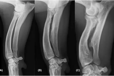 Radiografías de la deformación de patas delanteras de perros, mostrando la progresión de la condición en tres etapas (A, B, C).