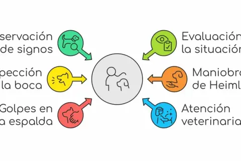 Diagrama de pasos: observación, inspección, golpes en espalda, evaluación, Maniobra de Heimlich y atención veterinaria, para saber qué hacer cuando un perro se atraganta.