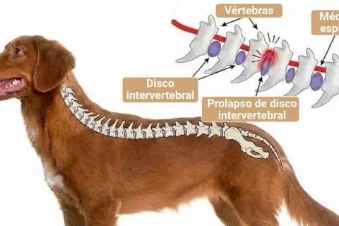 Ilustración de un perro con hernia discal, mostrando vértebras, disco intervertebral y médula espinal. El prolapso puede ser tan grave que se considere sacrificar perro por hernia discal.