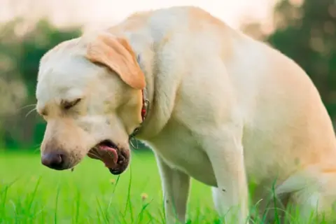 Labrador tosiendo en la hierba. La tos de las perreras puede contagiarse a humanos.
