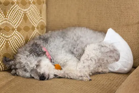 Perro durmiendo en un sofá con pañal, indicativo de incontinencia urinaria en perros.