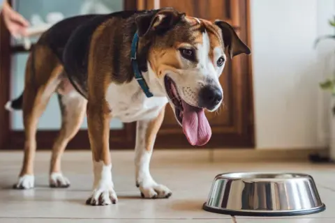 Perro con la lengua fuera, junto a un cuenco vacío. ¿Cuánto tiempo aguanta un perro sin comer ni beber?