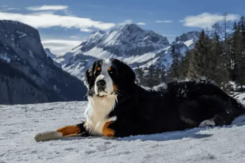 Un boyero de Berna descansa en la nieve, con majestuosas montañas nevadas y pinos de fondo.