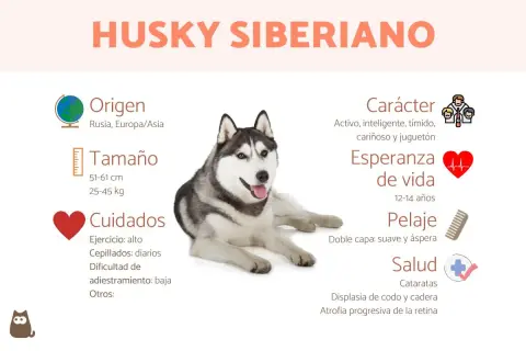 Un perro husky siberiano, con información sobre su origen, tamaño, cuidados, carácter, esperanza de vida, pelaje y salud.