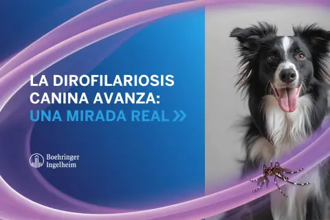 Un perro border collie mira a la cámara mientras un mosquito se cierne cerca, advirtiendo sobre la filaria en perros.