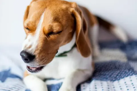 Beagle con ojos cerrados y boca abierta, quizás sintiendo un soplo en el corazón perros.