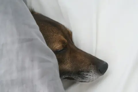 Un perro diabético duerme plácidamente bajo una manta gris.