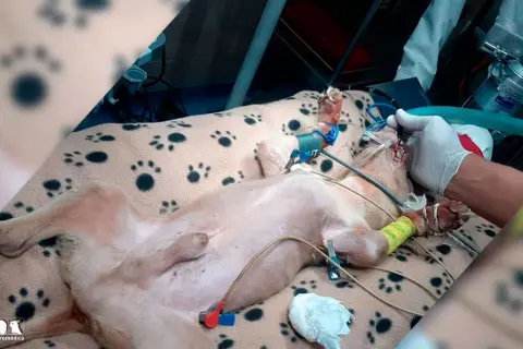 Perro con obstrucción intestinal en quirófano, recibiendo anestesia y monitorización.