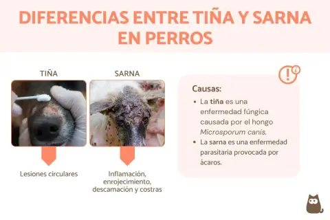 Comparativa visual de tiña y sarna en perros. La tiña, causada por hongos, muestra lesiones circulares. La sarna, por ácaros, provoca inflamación y costras.