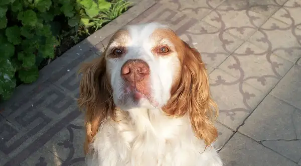 Un adorable breton perro, con pelaje blanco y marrón, mira atentamente a la cámara.