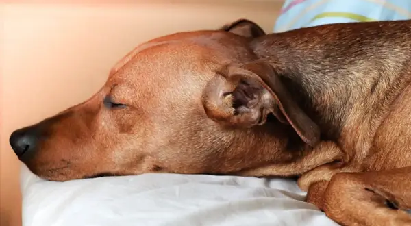Un perro marrón duerme plácidamente en una cama. Su respiración es profunda, casi como si roncara.
