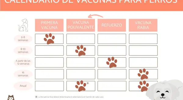 Calendario de vacunas para perros, incluyendo la antirrábica. Muestra las edades para la primera vacuna, polivalente, refuerzos y la vacuna antirrábica.