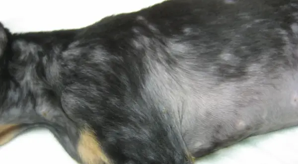 El pelaje de mi perro muestra zonas sin pelo, como si se le cayera el pelo y tuviera calvas.