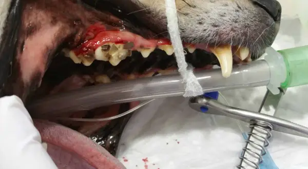 Boca de perro con encías inflamadas y dientes sucios, indicativo de mal aliento perros. Se observa equipo veterinario.