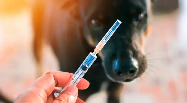 Jeringa con vacuna pentavalente para perros, lista para proteger a tu fiel amigo.