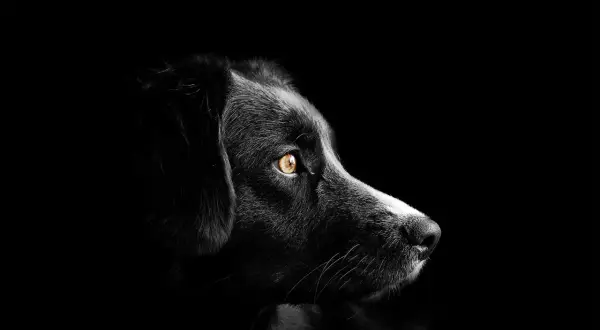 Ojo de perro con mirada intensa, alerta ante el glaucoma en perros.