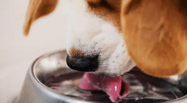 Primer plano de un beagle bebiendo agua con su lengua rosada. Mi perro bebe mucha agua, ¡necesita mantenerse hidratado!