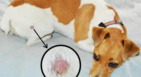 Perro con lesión cutánea en la zona de la cola, posible síntoma del síndrome de la cola fría.