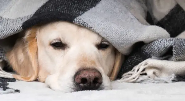 Un perro constipado, cubierto con una manta a cuadros, parece triste y cansado.