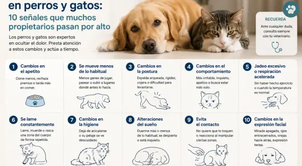 Perros y gatos muestran signos de dolor sutiles: cambios en apetito, postura, comportamiento, etc. ¡Observa a tu mascota!