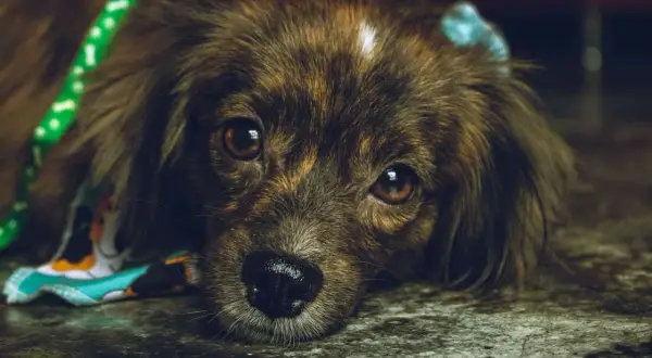 Perro con pelaje atigrado y ojos tristes, con un collar verde y un pañuelo colorido. Podría tener ataxia en perros.