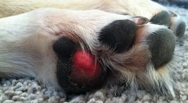 Almohadilla de perro en carne viva, con una herida roja y visible.