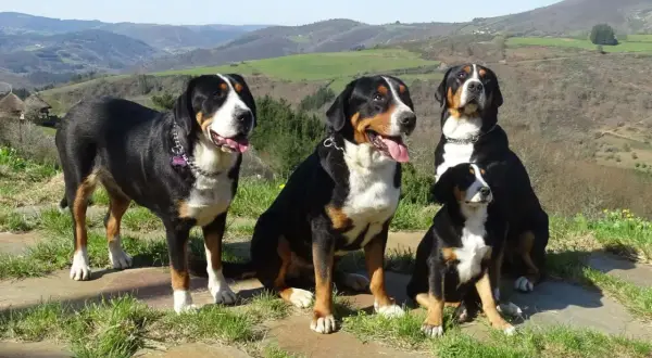 Cuatro boyeros suizos, un gran boyero suizo vs boyero de Berna, posan en un paisaje montañoso.