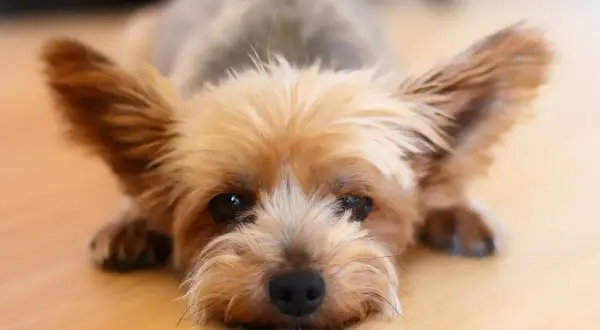 Yorkshire terrier con orejas grandes y pelaje dorado, tumbado en el suelo. A pesar de su tamaño, los yorkshire suelen morir por problemas cardíacos o renales.