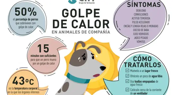 Infografía sobre el golpe de calor en perros: síntomas, temperatura crítica (43°C), tiempo de supervivencia (15 min) y cómo tratarlo.