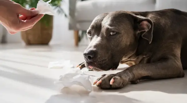 Perro con aspecto triste y pañuelos de papel esparcidos, quizás por parainfluenza canina.