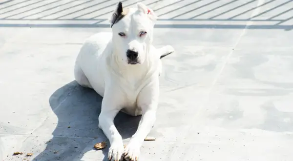 Dogo argentino con ojos azules intensos, raza que algunos consideran peligrosa, descansa sobre baldosas grises bajo la sombra de una valla.