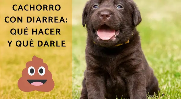 Cachorro marrón con diarrea, pero con hambre. El texto dice: "Cachorro con diarrea: qué hacer y qué darle".