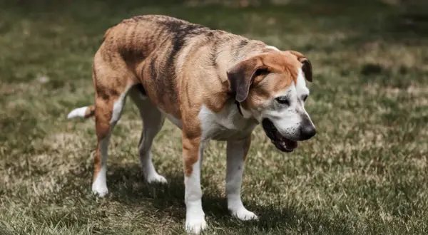 Perro de pelaje atigrado y blanco, con la boca abierta, parece que mi perro tose como si tuviera algo en la garganta.