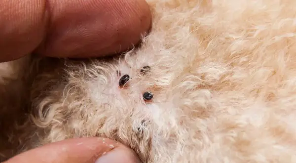 Dedos separan el pelaje de un perro para revelar varios huevos de pulgas negros y pequeños adheridos a la piel.
