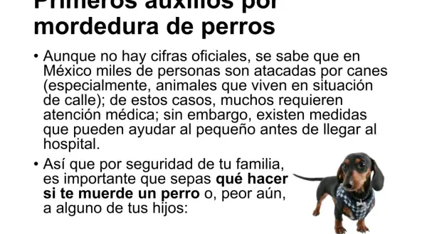 Un perro salchicha con un chaleco a cuadros mira fijamente. El texto advierte sobre qué hacer si te muerde un perro.