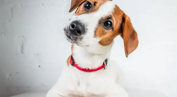 Adorable jack russell cachorro con collar rojo inclina la cabeza, mirando con curiosidad.