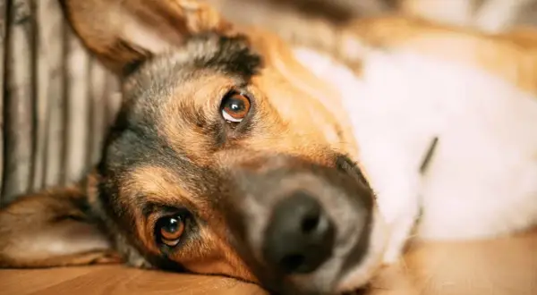 Perro con mirada triste. La pancreatitis en perros es mortal, cuida a tu mascota.
