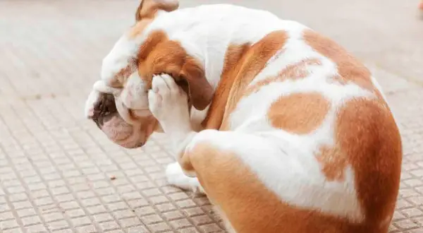 Bulldog con patas en la cara, rascándose. Podría ser un caso de alergias en perros.