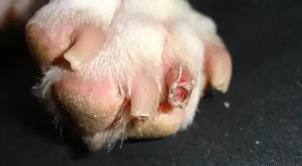 La pata de un perro muestra una uña rota y una herida sangrante.