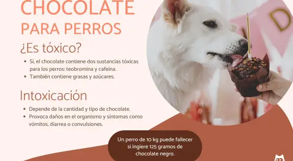 Un perro blanco lame un muffin de chocolate. El texto advierte sobre la toxicidad del chocolate para perros, pero mi perro come chocolate y no le pasó nada.