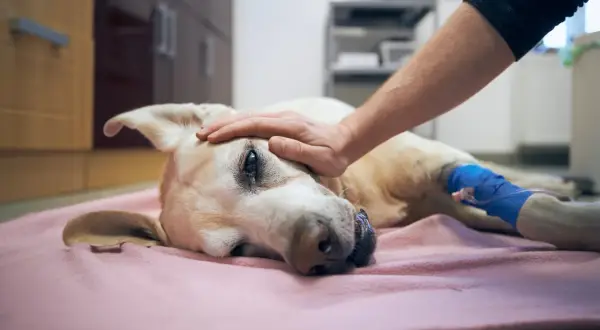Un perro recibe una caricia en la cabeza, con una vía intravenosa en su pata. Un momento de ternura y despedida, quizás el último adiós antes de la eutanasia del perro.