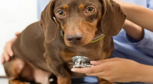 Perro salchicha marrón en consulta veterinaria. El veterinario examina al perro, que podría tener cistitis.