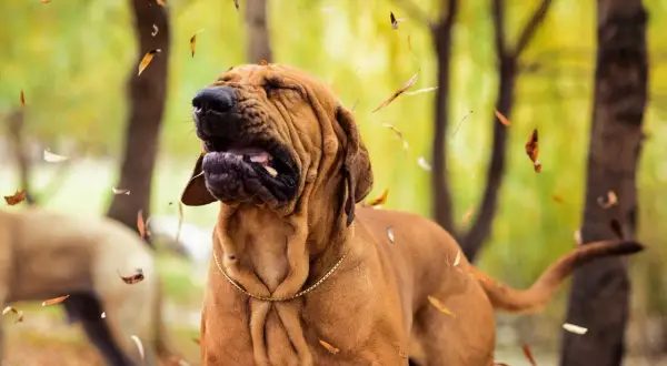 Perro con cara de sorpresa y hojas cayendo, parece que está experimentando un estornudo inverso.