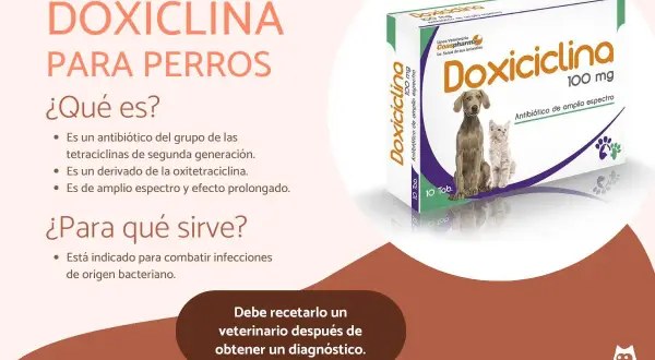 Doxiciclina para perros: antibiótico de amplio espectro. No es un analgésico, sino para infecciones bacterianas.